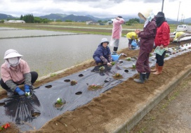 よしじま山に花苗の植栽