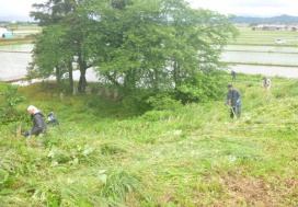よしじま山の除草