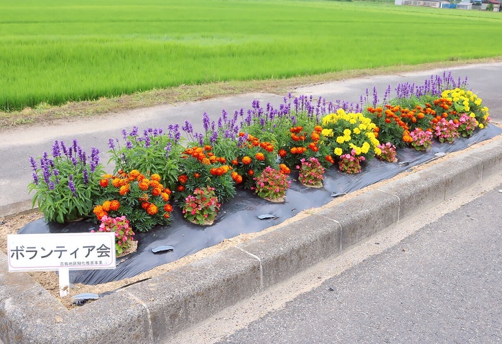 写真：花壇コンクール最優秀花壇賞吉島ボランティア会の花壇