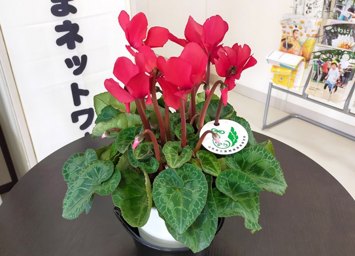 写真：置賜農業高等学校よりいただいたシクラメン