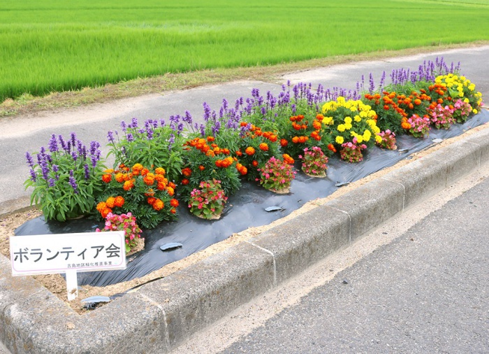 写真：花壇コンクール吉島ボランティア会の花壇