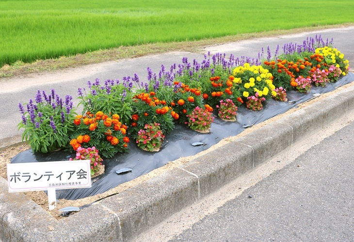 写真:花壇コンクール吉島ボランティア会の花壇