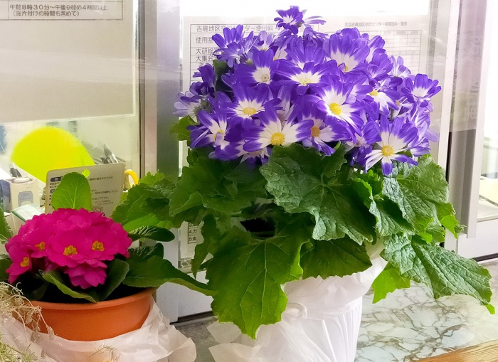 写真：置賜農業高等学校よりいただいた「サイネリア」の花ポット