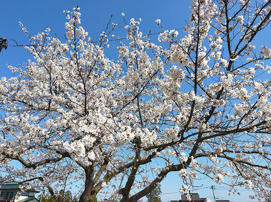 写真：公民館に咲いた満開の桜