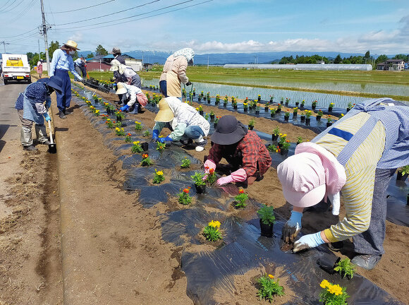 写真:花壇に花を植えている様子:吉島地区緑化推進事業