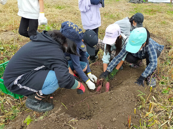 写真：サツマイモ掘りをしている様子：第4回わんぱくキッズスクール