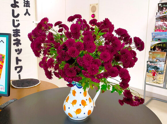 写真：尾田けい子さん、髙橋よし子さんよりいただいた色鮮やかな菊