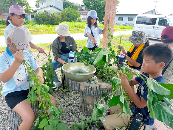 写真:わんぱくキッズスクール:枝豆収穫