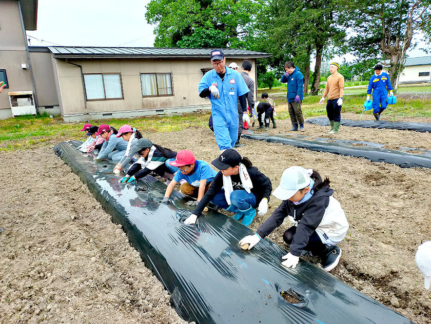 わんぱく農園での小玉スイカ、ジャガイモの苗の植え付け、枝豆の種まきのようす