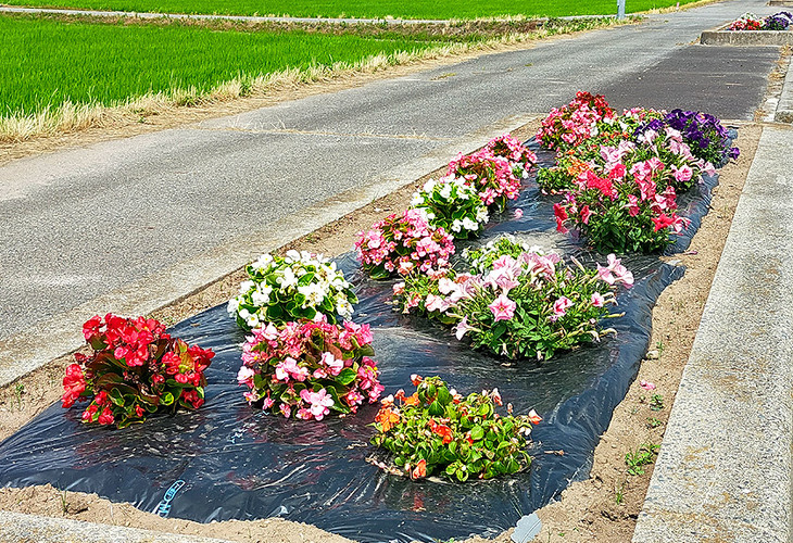 写真：2025年　花壇コンクール審査会