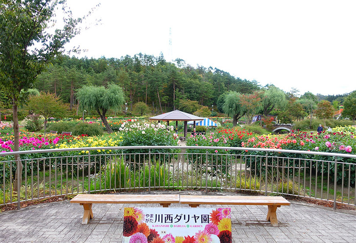 写真:川西町ダリヤ園